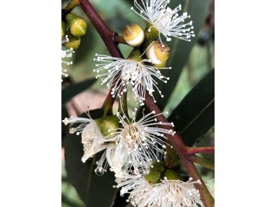 Eucalyptus quadrangulata